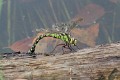 J01_0660 Southern Hawker ovipositing